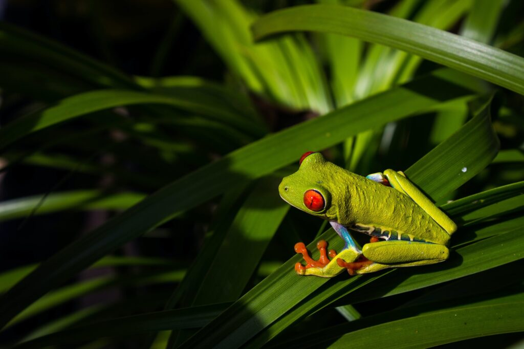 In Costa Rica